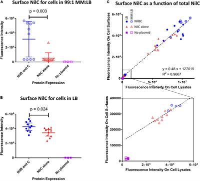 A Surface Exposed, Two-Domain Lipoprotein Cargo of a Type XI Secretion System Promotes Colonization of Host Intestinal Epithelia Expressing Glycans